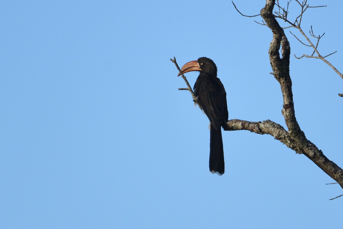 Crowned Hornbill - ML646179872