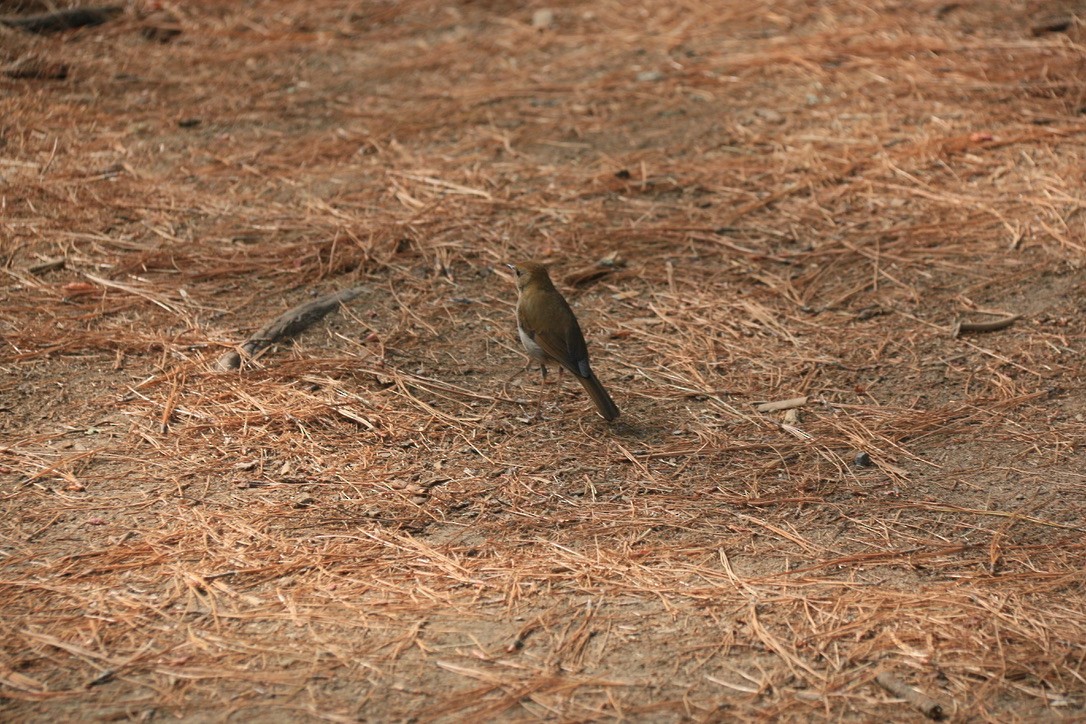 Russet Nightingale-Thrush - ML646179876