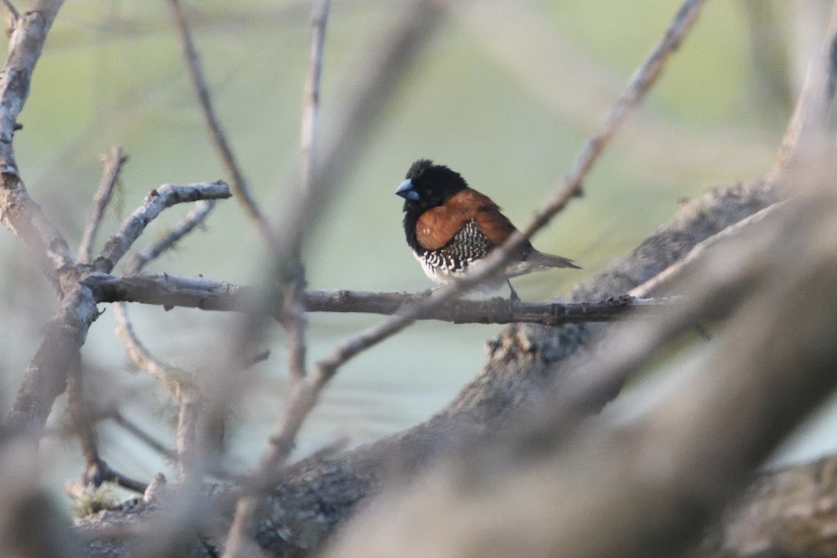 Black-and-white Mannikin (Red-backed) - ML646179877