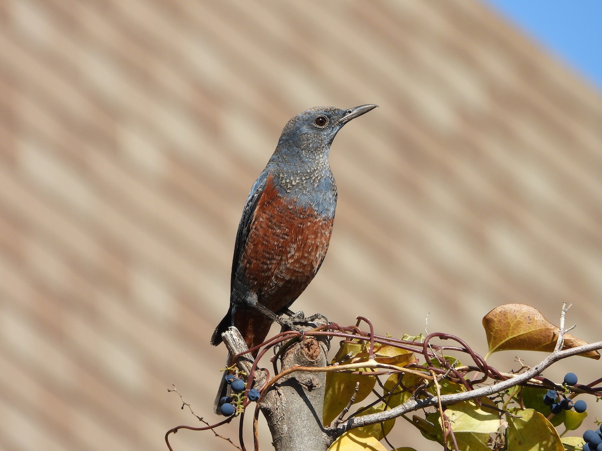 blåtrost - ML646179879