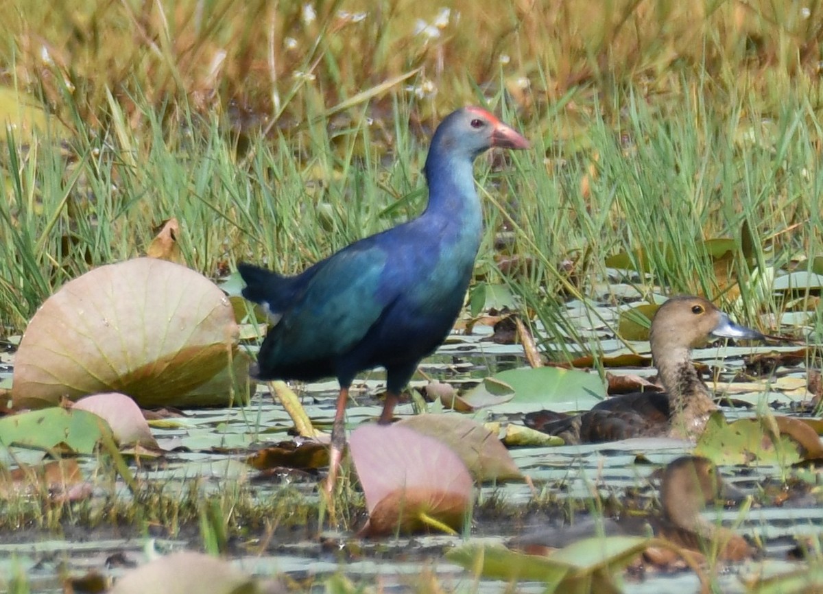 Uroilo urdin burugrisa - ML646179897