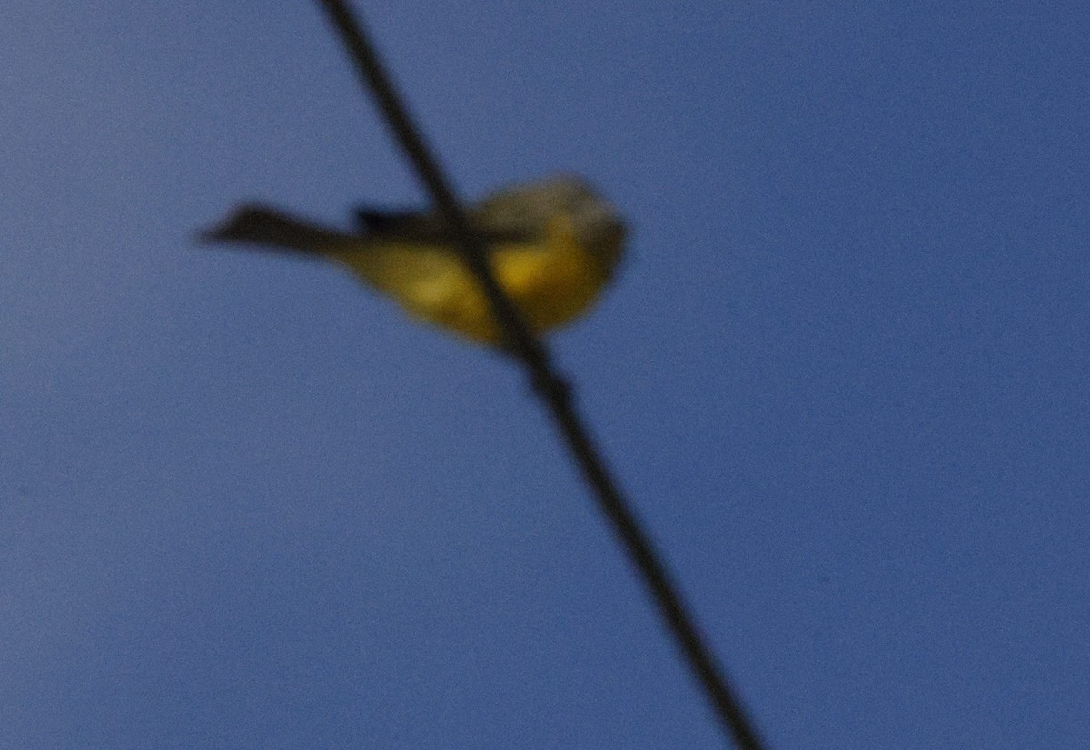 Tropical Kingbird - ML646179901