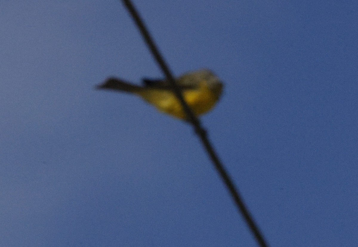 Tropical Kingbird - ML646179902