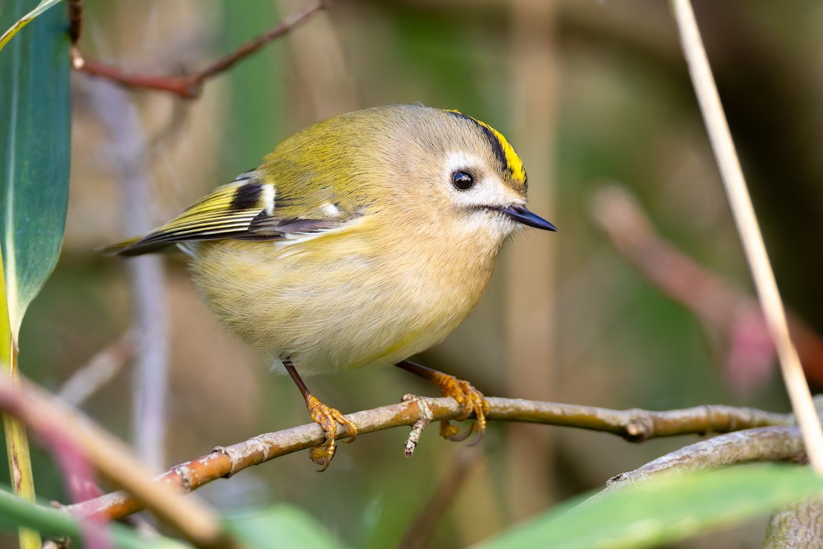 Goldcrest - ML646179903