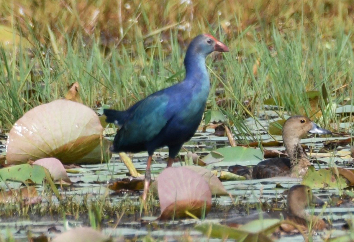 Uroilo urdin burugrisa - ML646179906