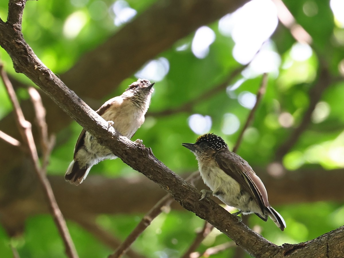 Grayish Piculet - ML646179907