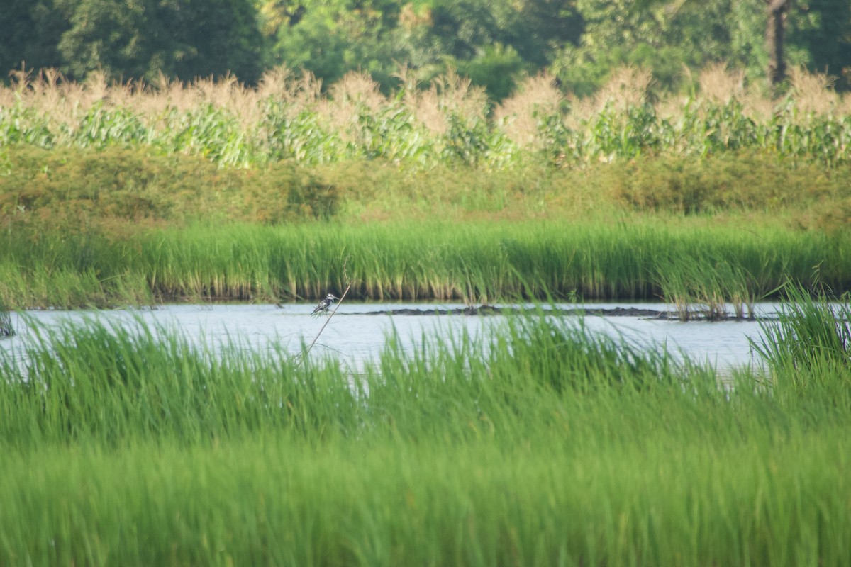 Pied Kingfisher - ML646179912