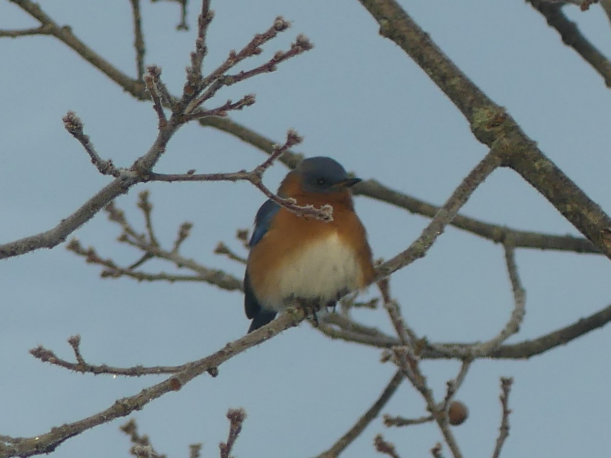 Azulejo Oriental - ML646179914