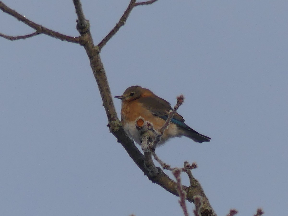 Azulejo Oriental - ML646179915