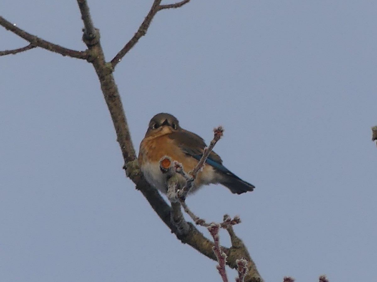 Azulejo Oriental - ML646179916