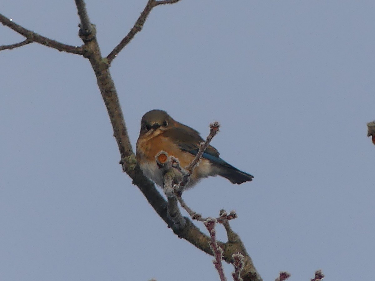 Azulejo Oriental - ML646179917