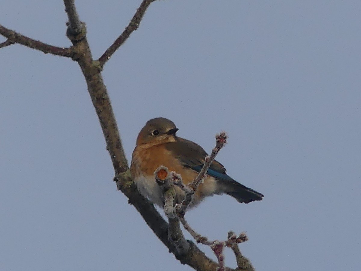Azulejo Oriental - ML646179918