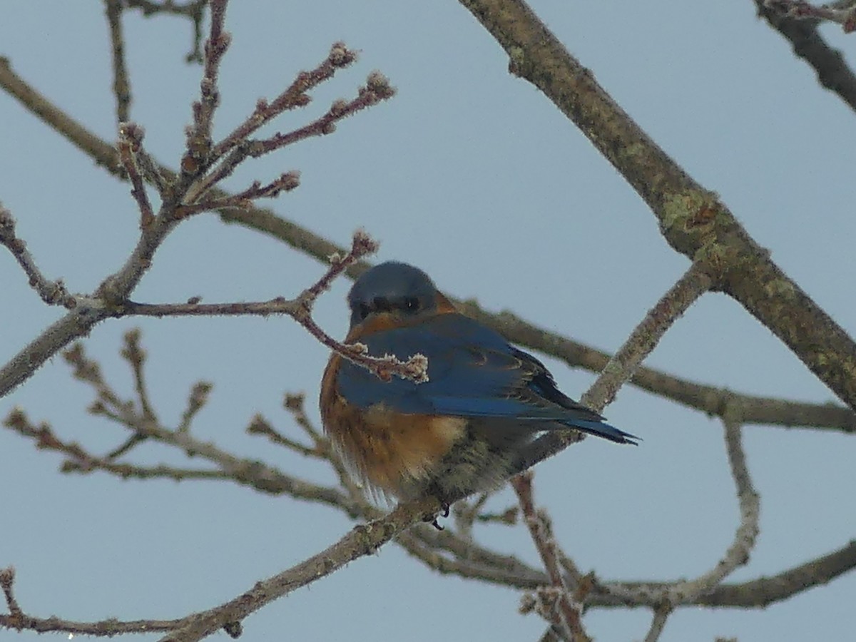 Azulejo Oriental - ML646179919