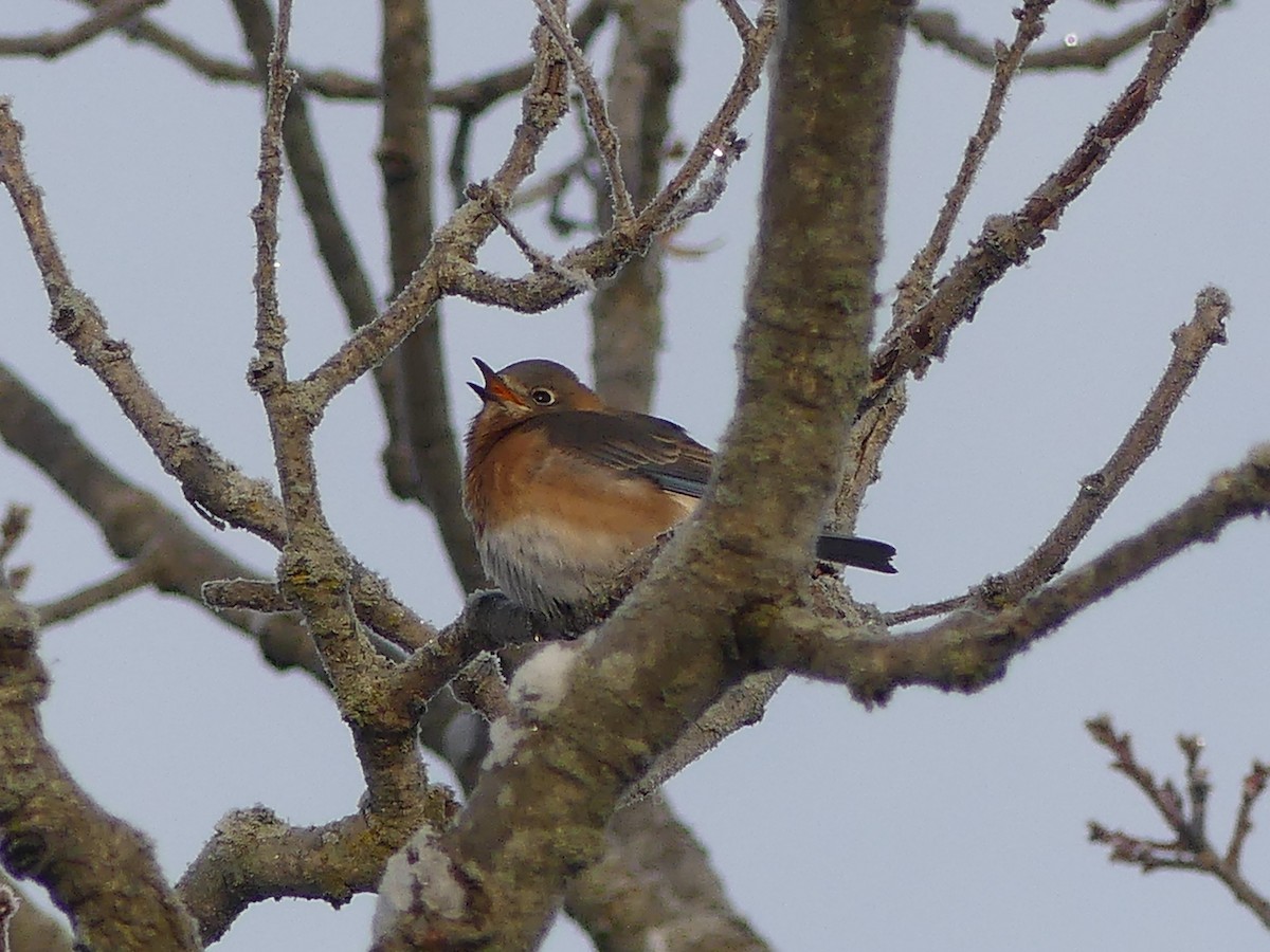 Azulejo Oriental - ML646179920