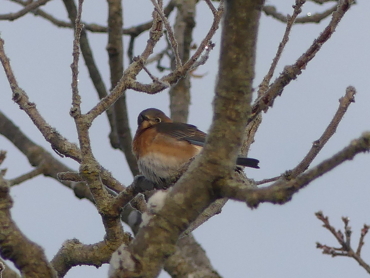 Azulejo Oriental - ML646179921