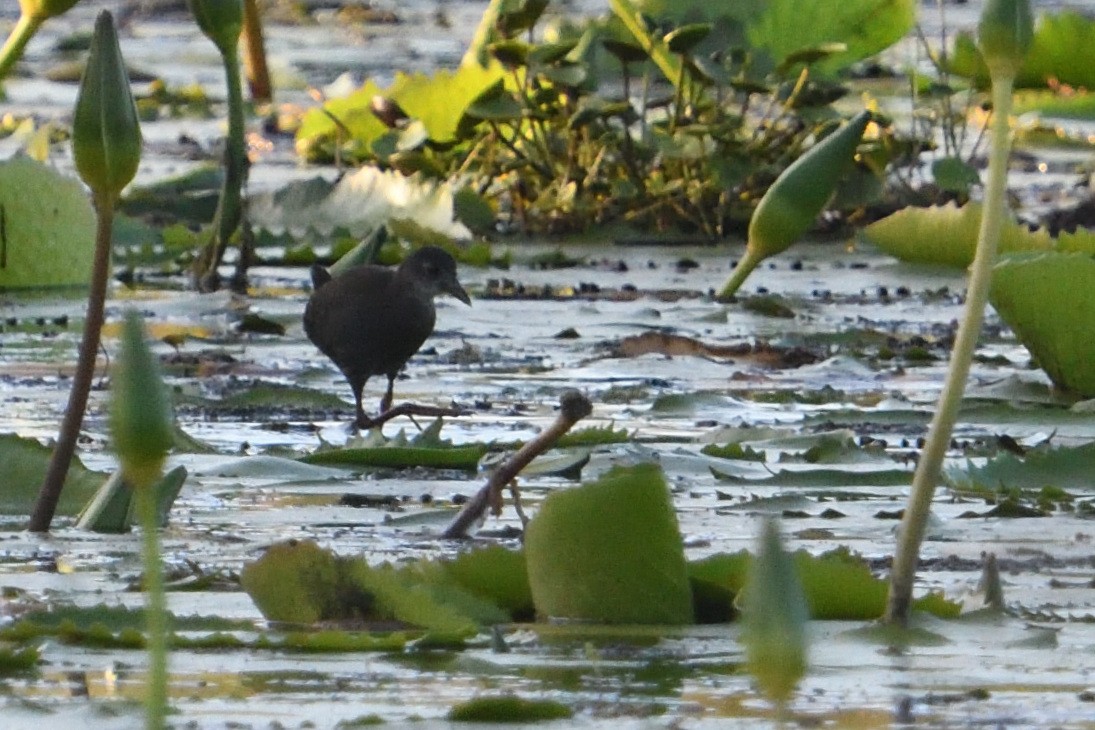 アフリカクロクイナ - ML646179922