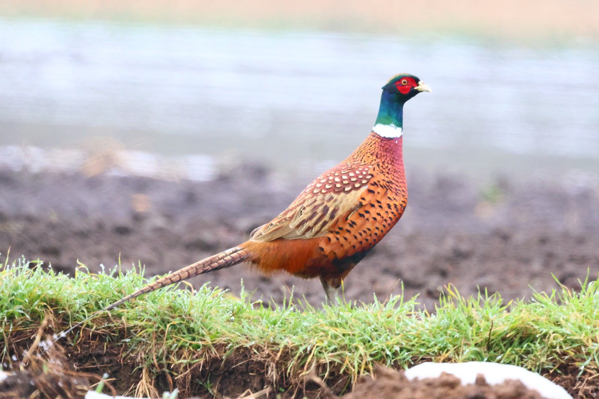 Ring-necked Pheasant - ML646179923