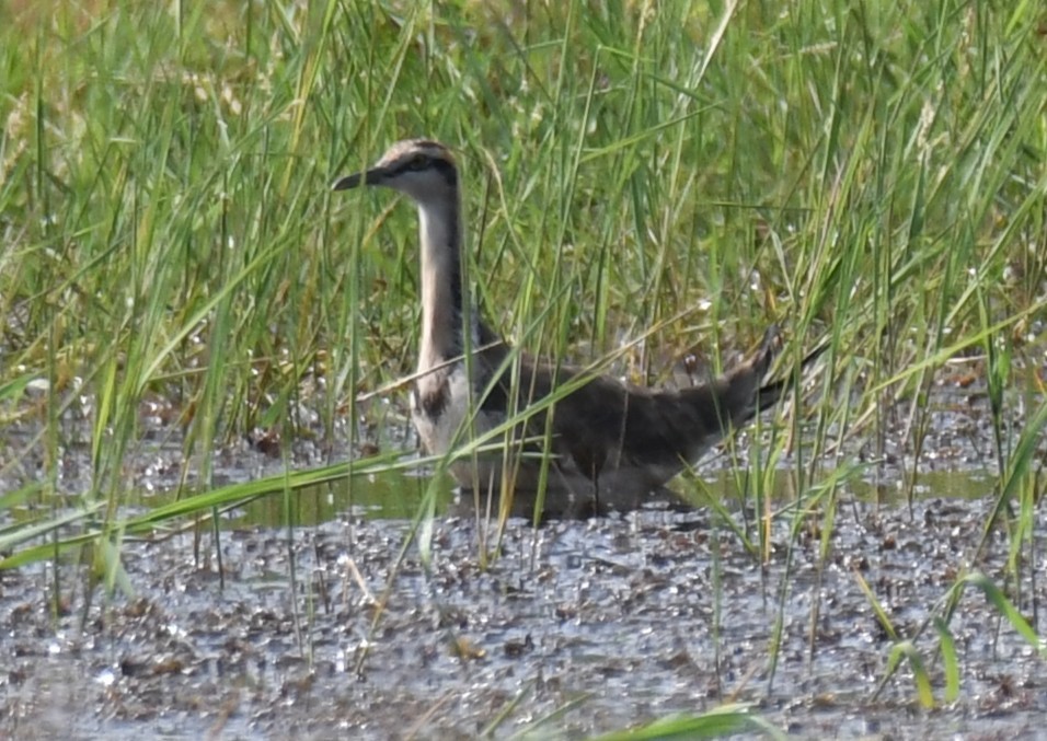 fasanbladhøne - ML646179924