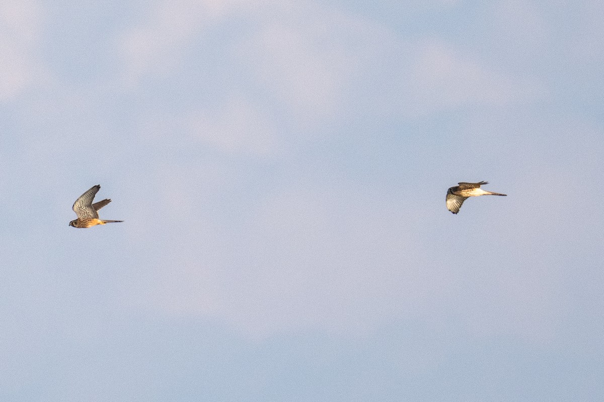 Eurasian Kestrel - ML646179928