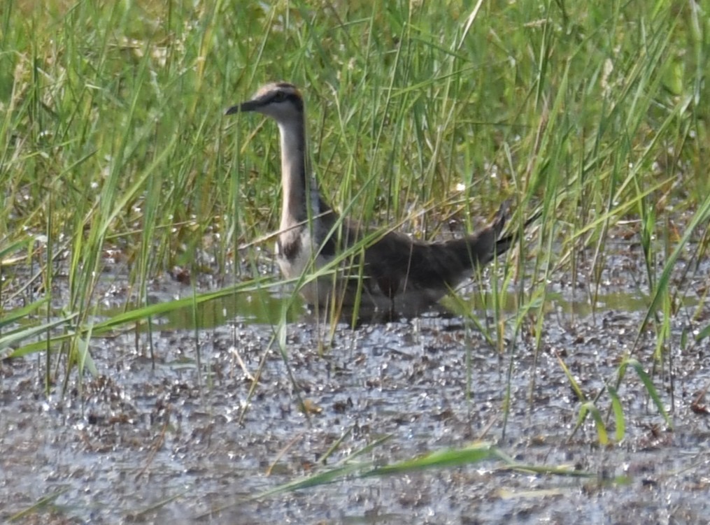 fasanbladhøne - ML646179930