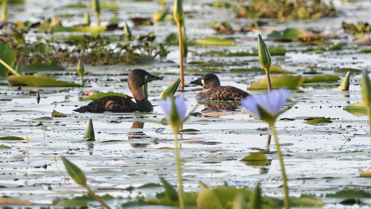 White-backed Duck - ML646179931