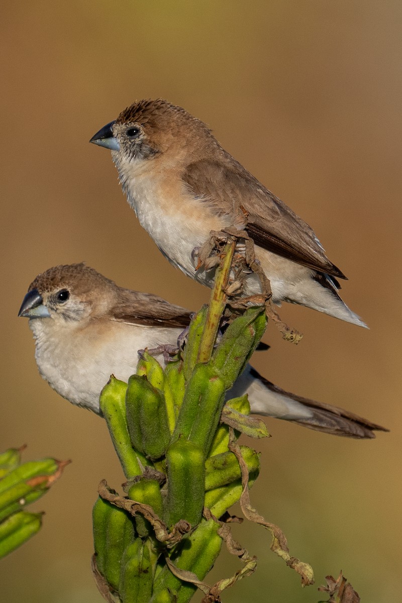 Indian Silverbill - ML646179932