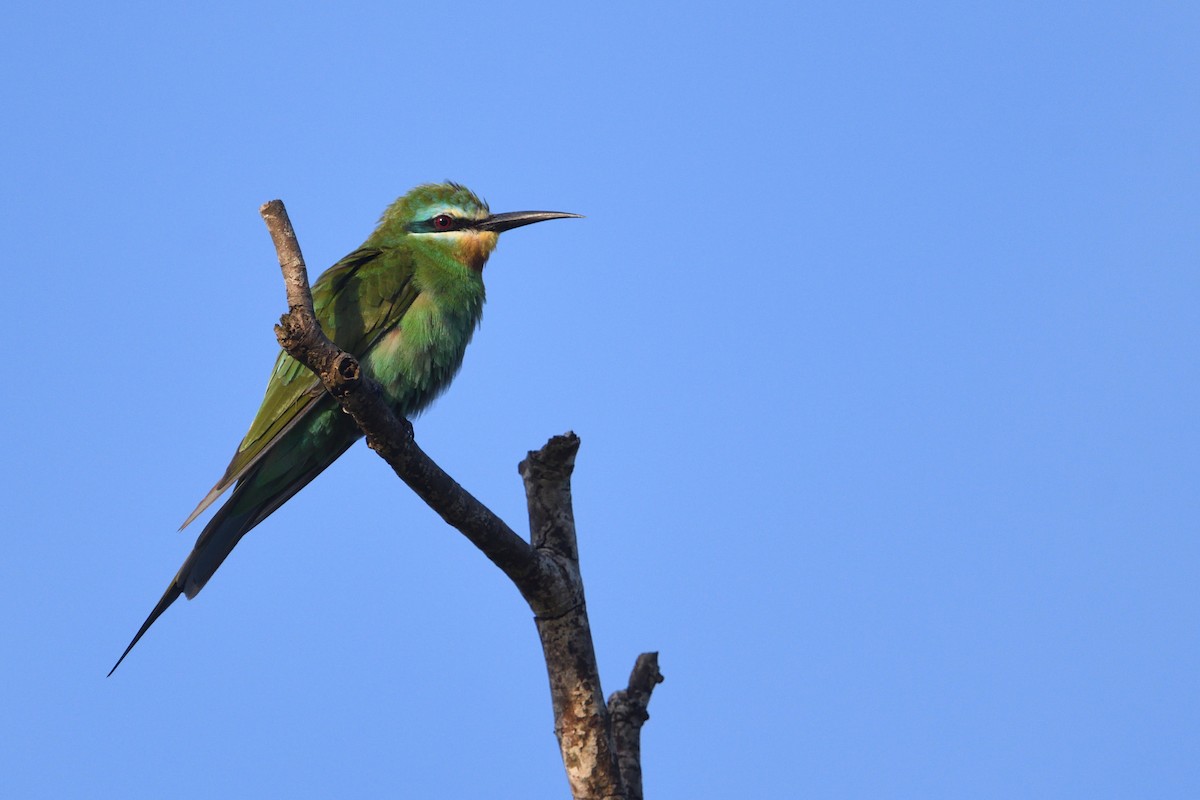 Blue-cheeked Bee-eater - ML646179933