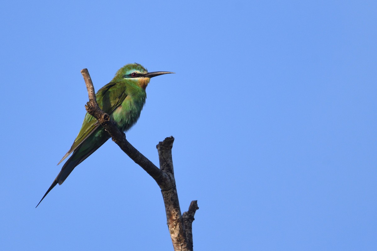 Blue-cheeked Bee-eater - ML646179934