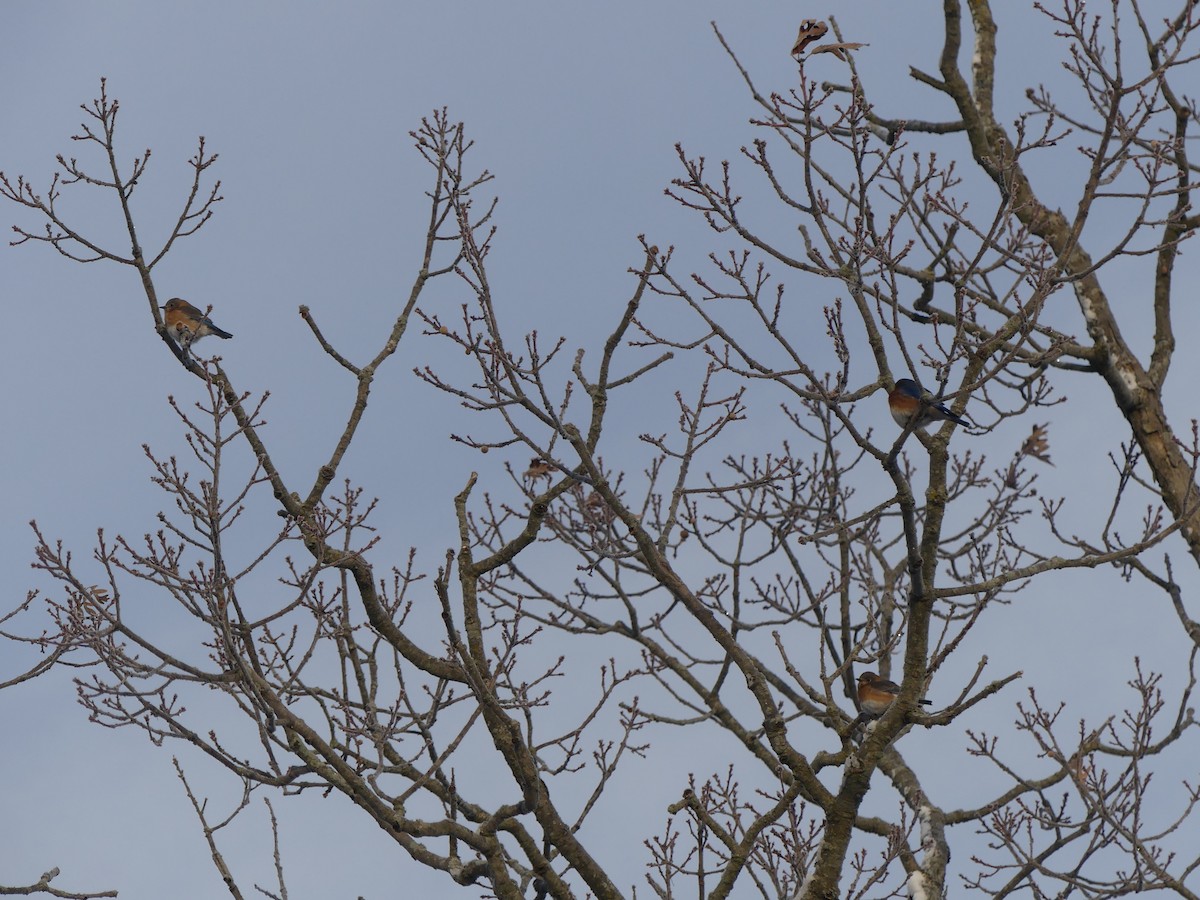 Azulejo Oriental - ML646179935