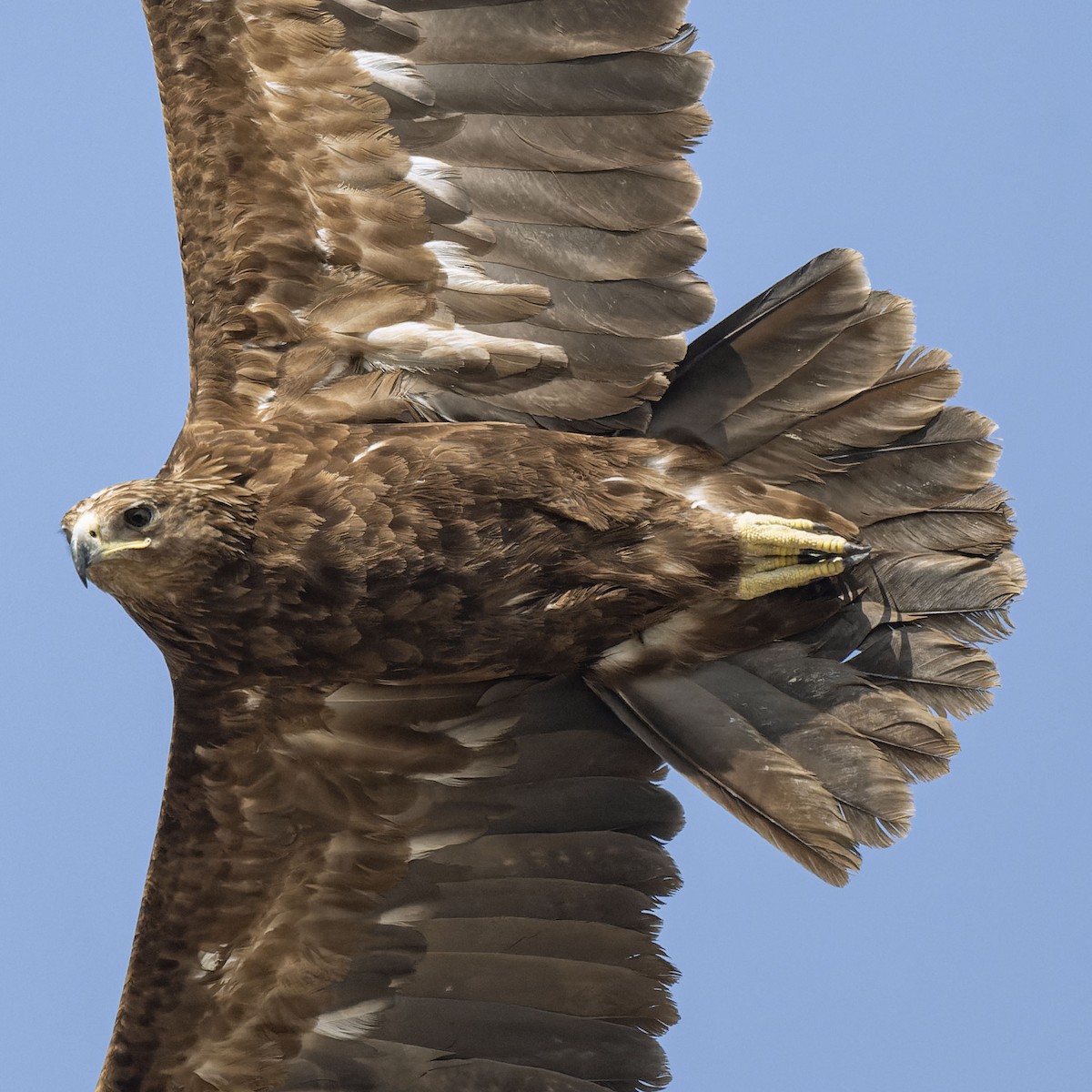 Бор бүргэд - ML646179943