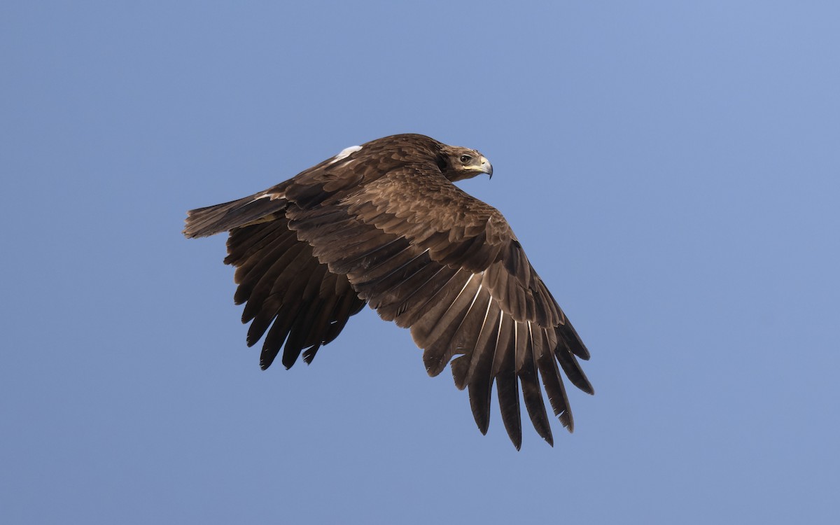 Бор бүргэд - ML646179944