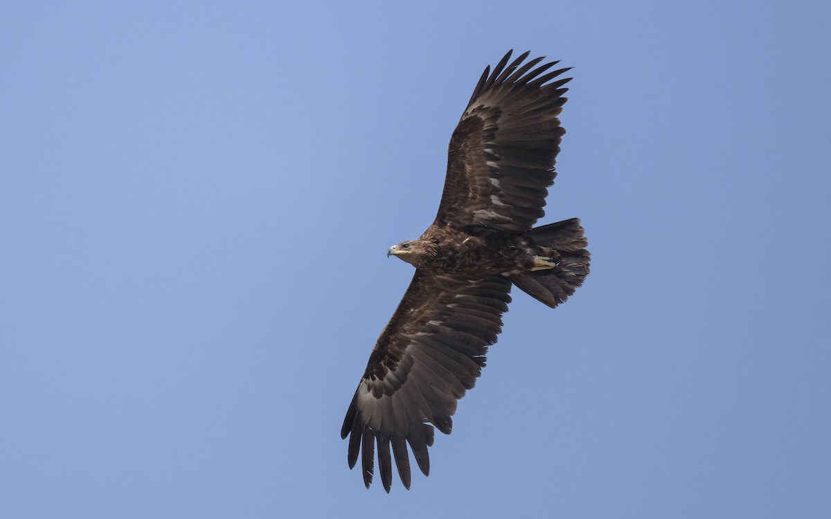 Бор бүргэд - ML646179945