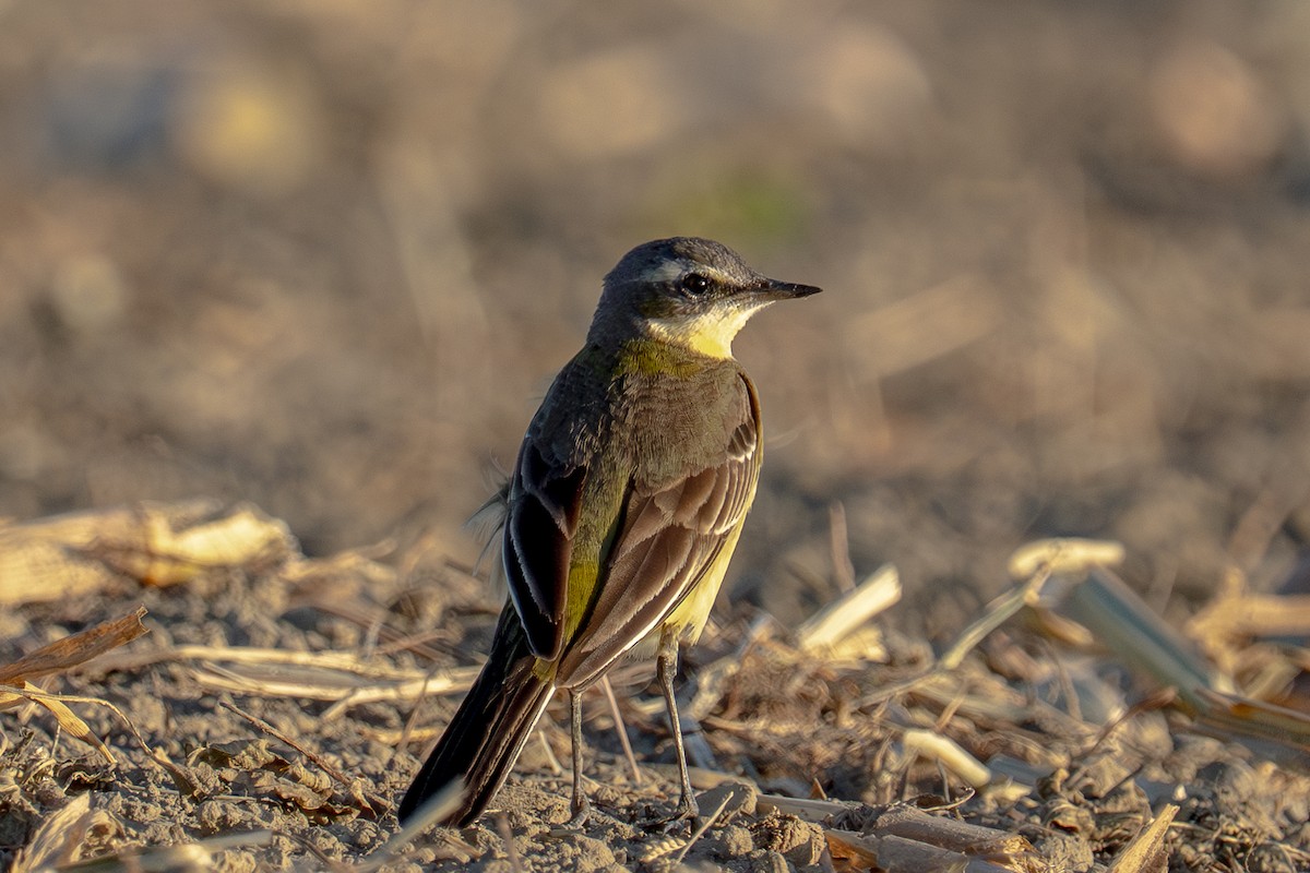 Eastern Yellow Wagtail - ML646179948