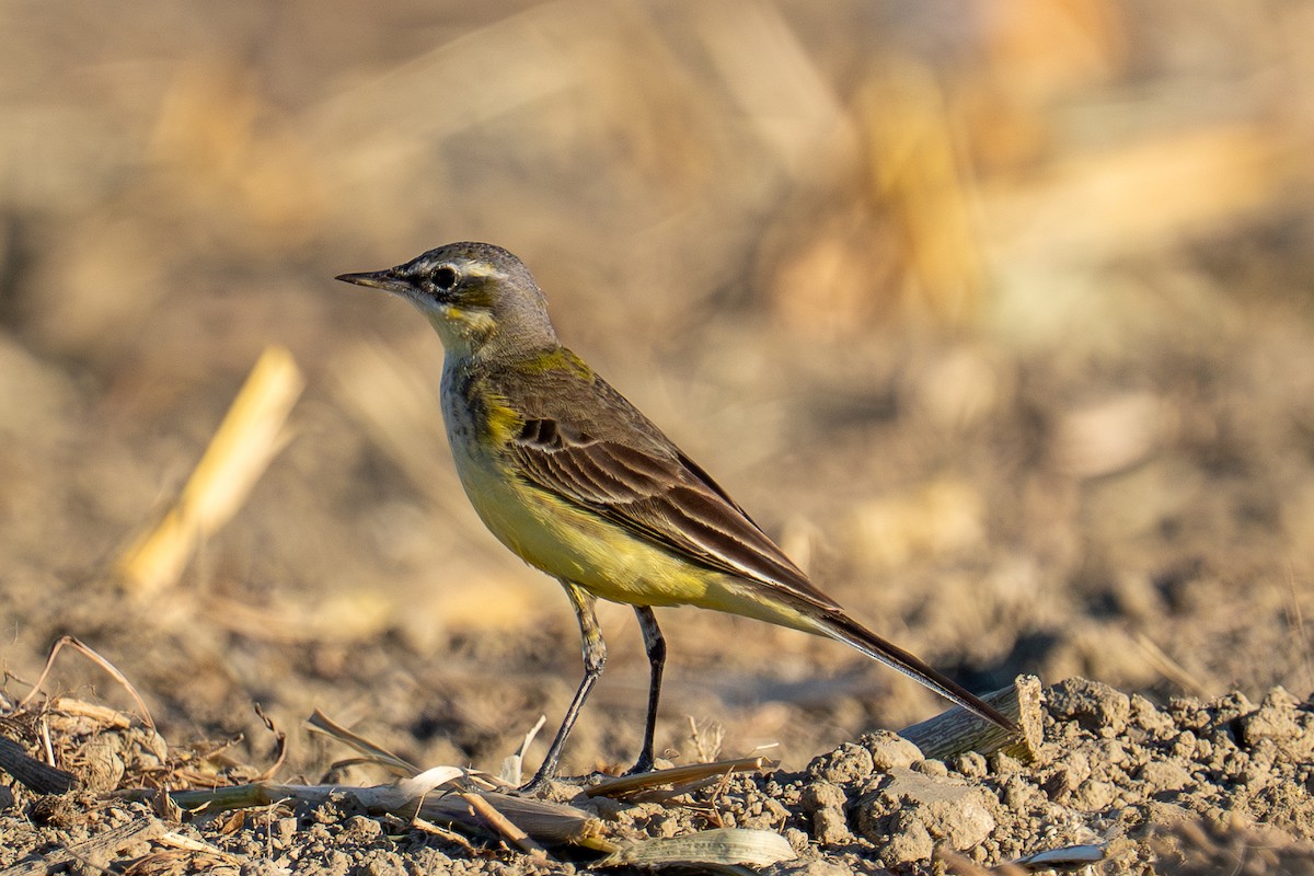 Eastern Yellow Wagtail - ML646179949