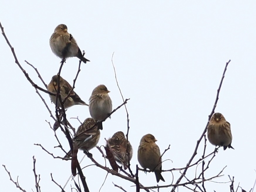 Twite - ML646179957