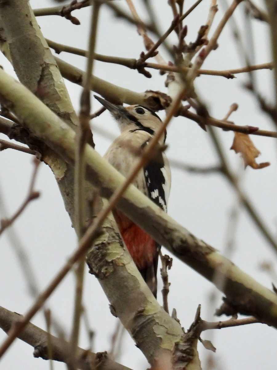 Syrian Woodpecker - ML646179968