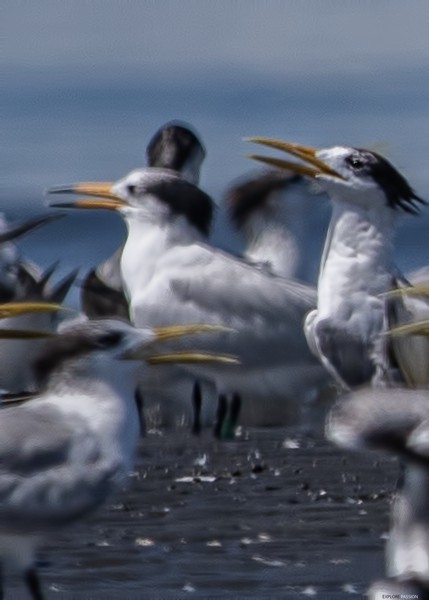 kinaterne - ML646179974