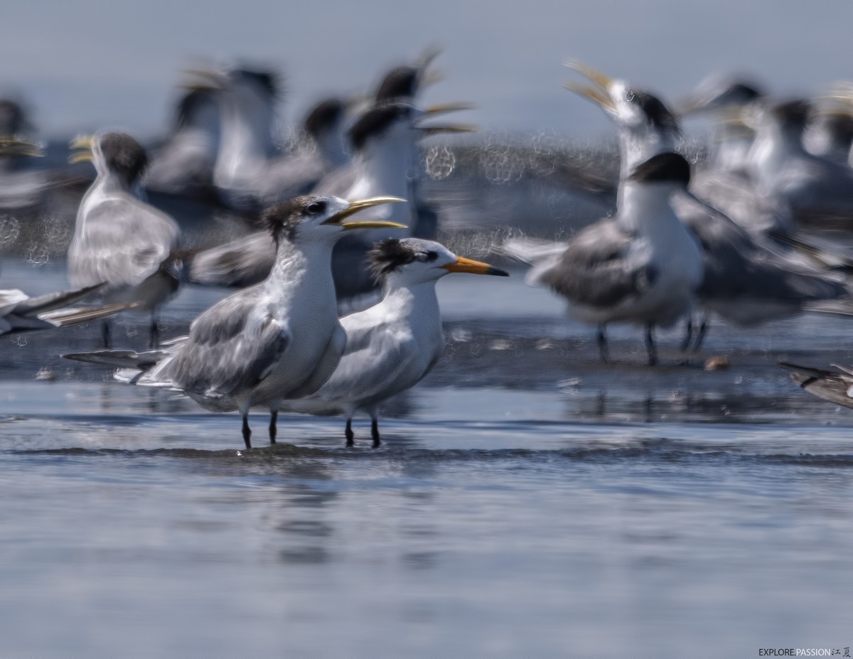 kinaterne - ML646179976