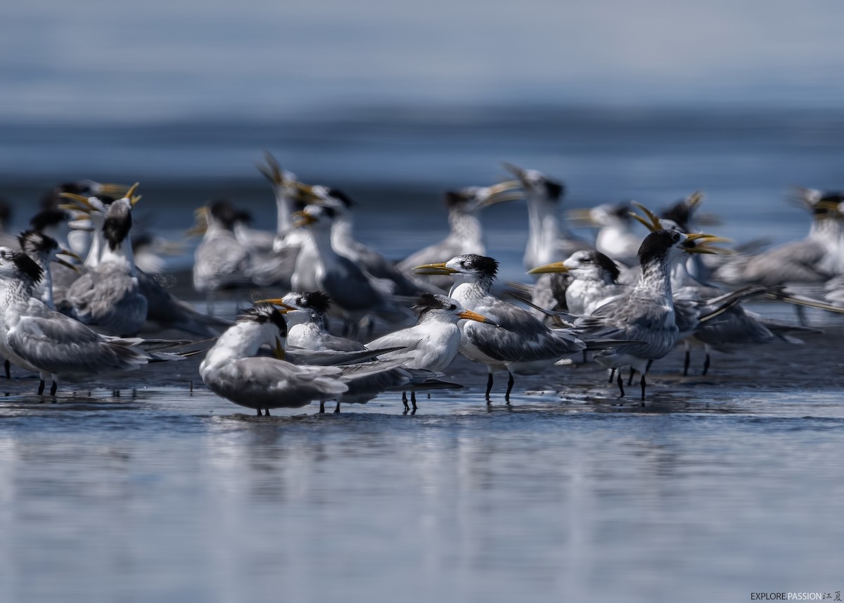 kinaterne - ML646179977