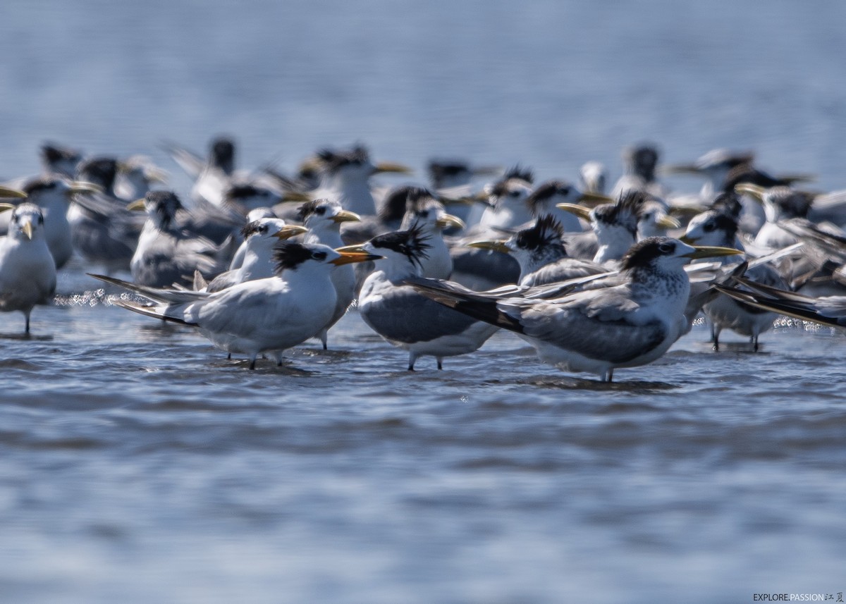 kinaterne - ML646179978