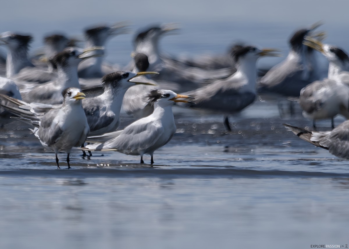 kinaterne - ML646179979