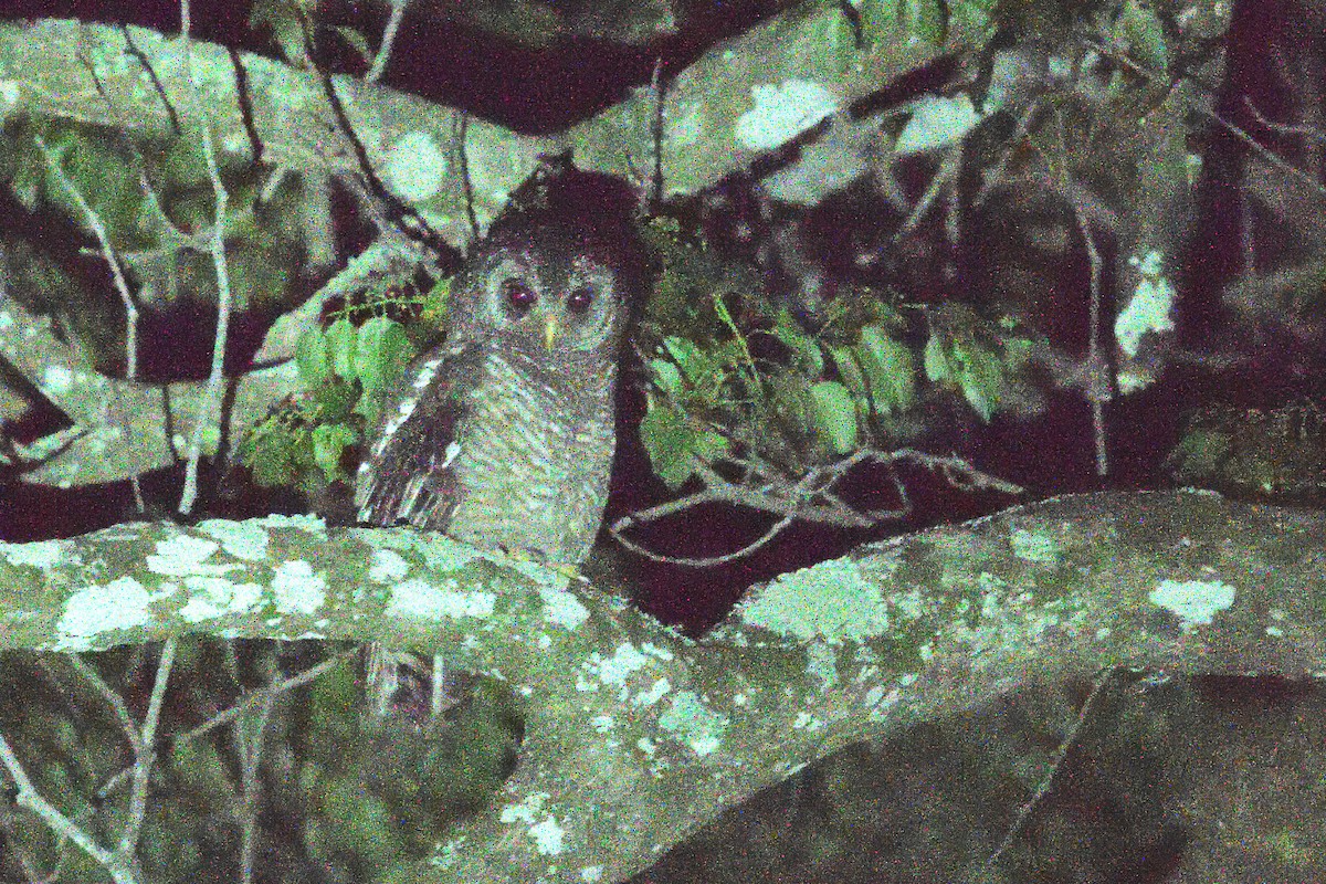 Chouette africaine - ML646179991