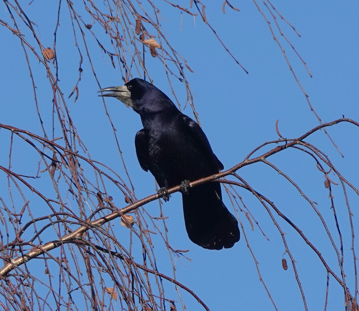 Ekin Kargası - ML646179999