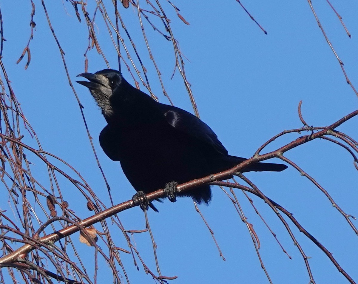 Ekin Kargası - ML646180000