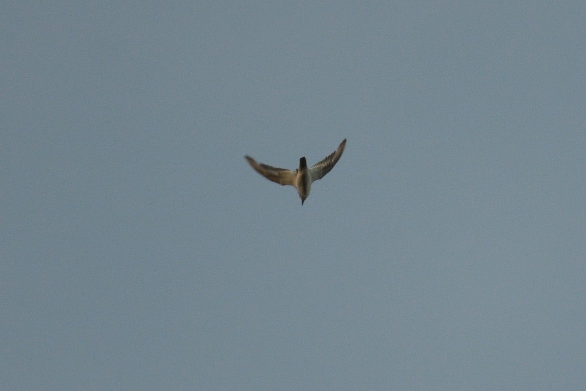 Dreiband-Regenpfeifer - ML646180003