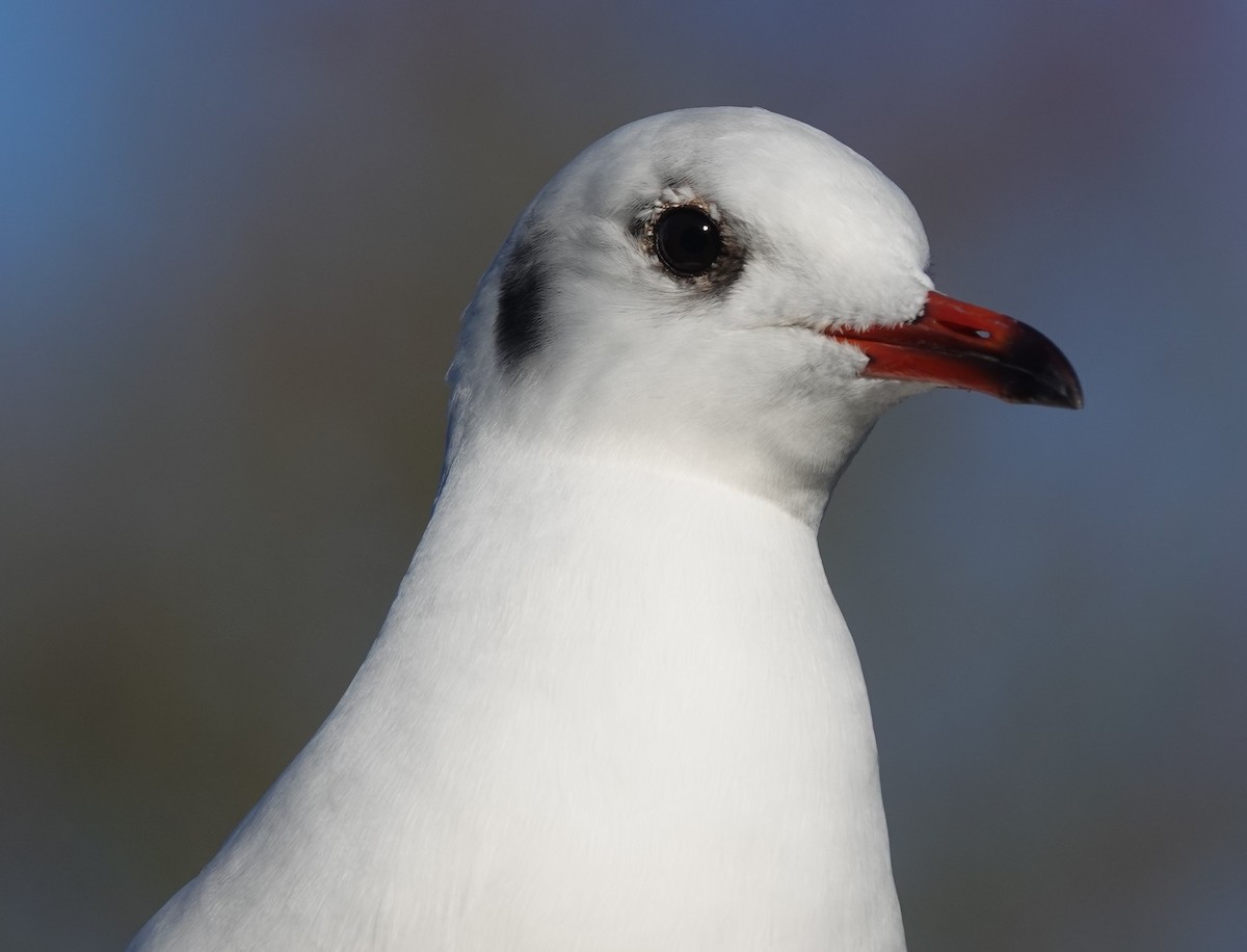 Black-headed Gull - ML646180005