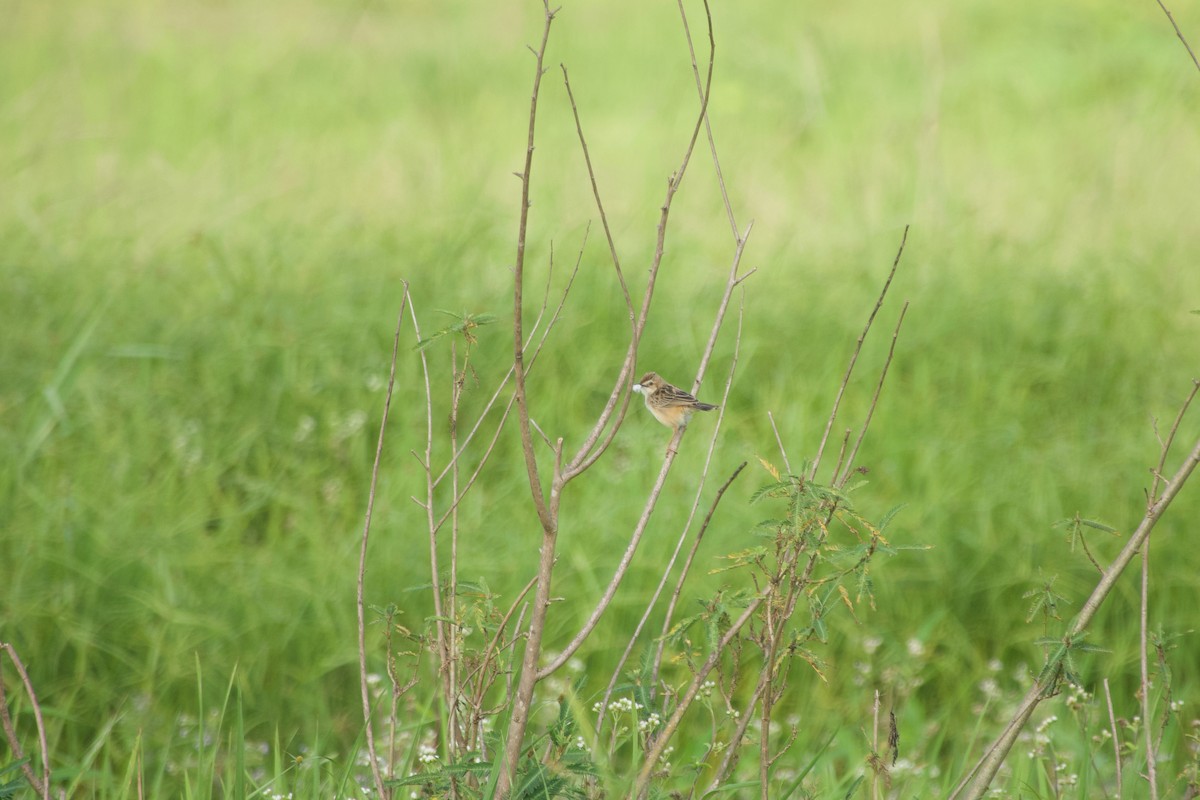 Zitting Cisticola (African) - ML646180009
