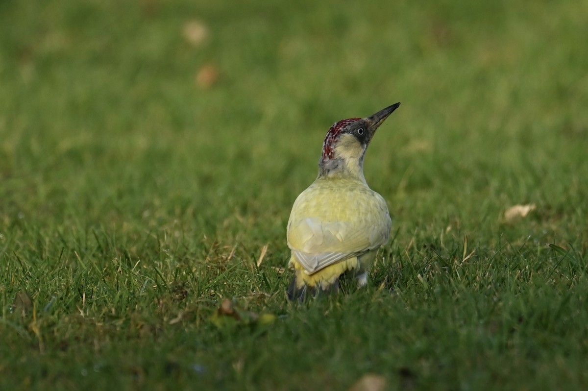 Eurasian Green Woodpecker - ML646180013