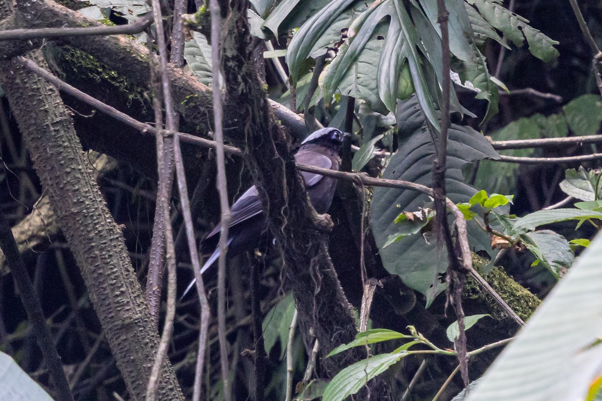 Purple Cochoa - ML646180025