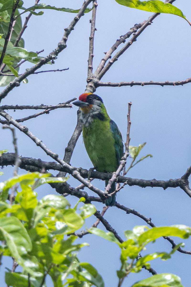 Golden-throated Barbet - ML646180029
